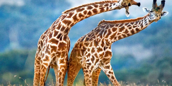 Giraffe dance