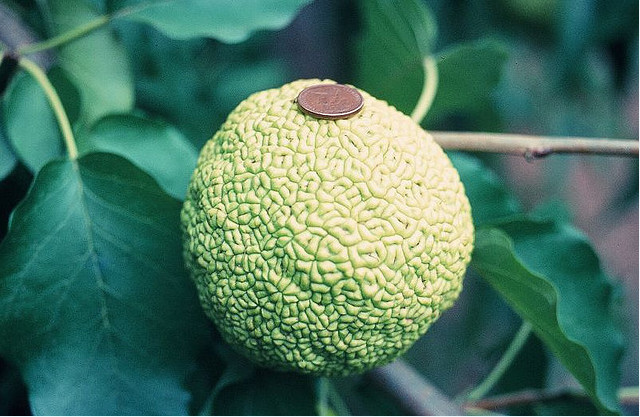 Snap- breadfruit