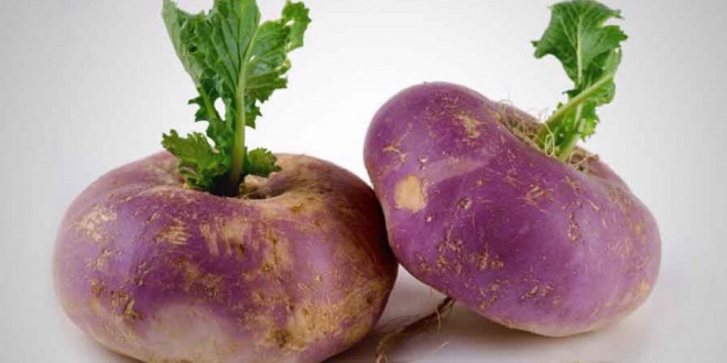 Produce a turnip with 5 kilograms weight