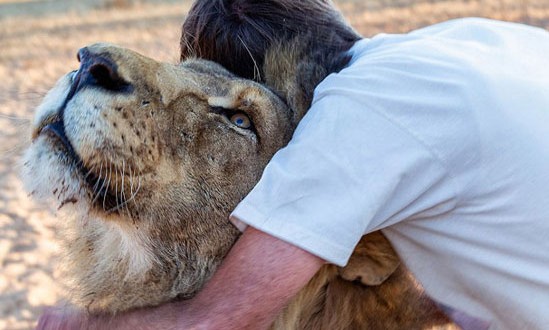 Man and Lion Become the Best of Friends after 11 Years of Friendship