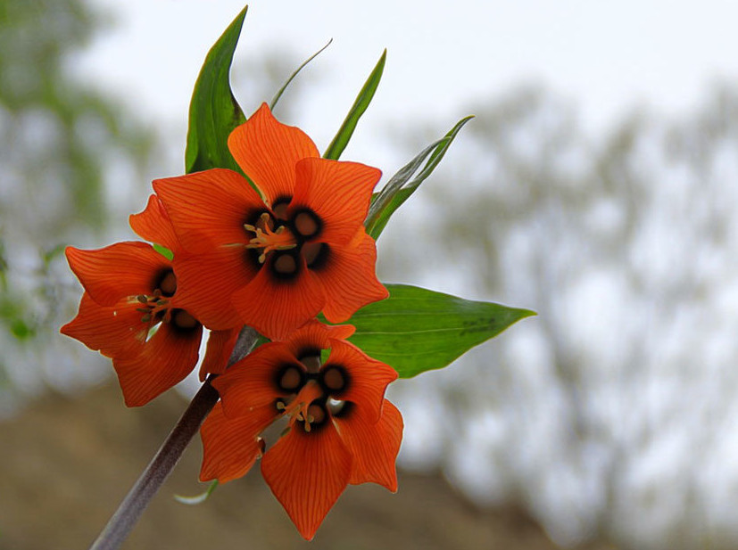 Amazing photos of Fritillaria