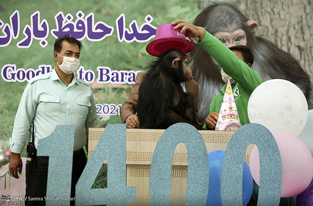 chimpanzee war party